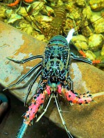 /album/photogalery-fish-species/a-85-edited-jpg/